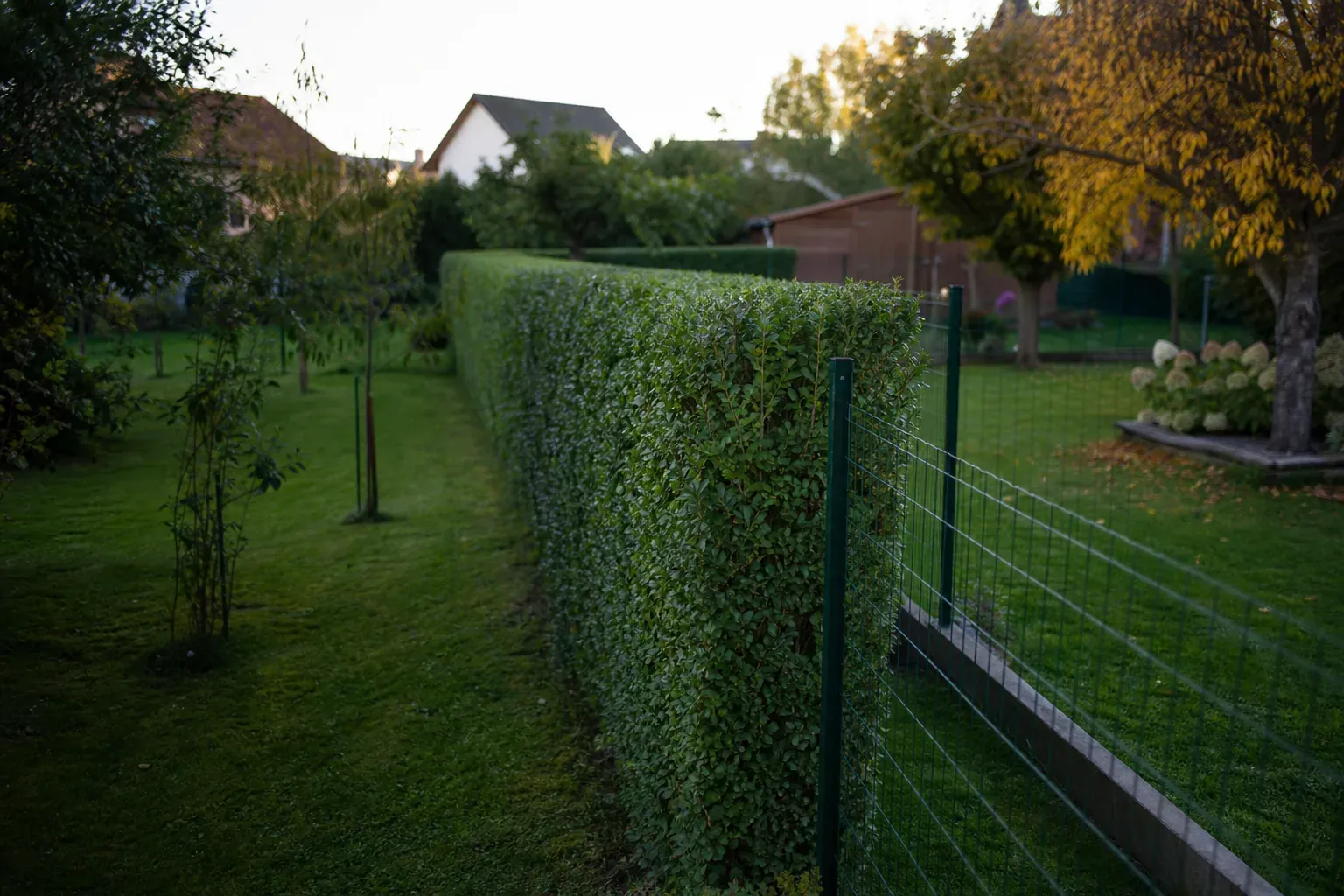 Haie de troènes taillée au carré longeant une clôture grillagée verte, en limite de deux jardins pavillonnaires.