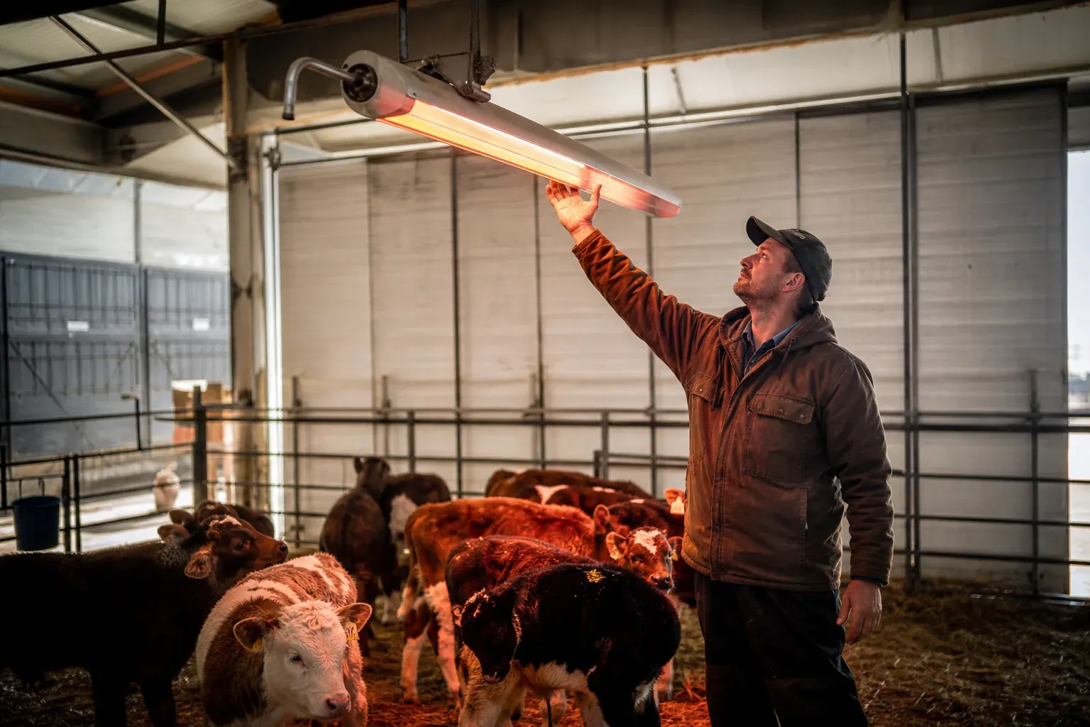 Intérieur d’un bâtiment d’élevage moderne avec un tube radiant gaz suspendu au plafond, un éleveur qui contrôle l’installation et des veaux au sol.