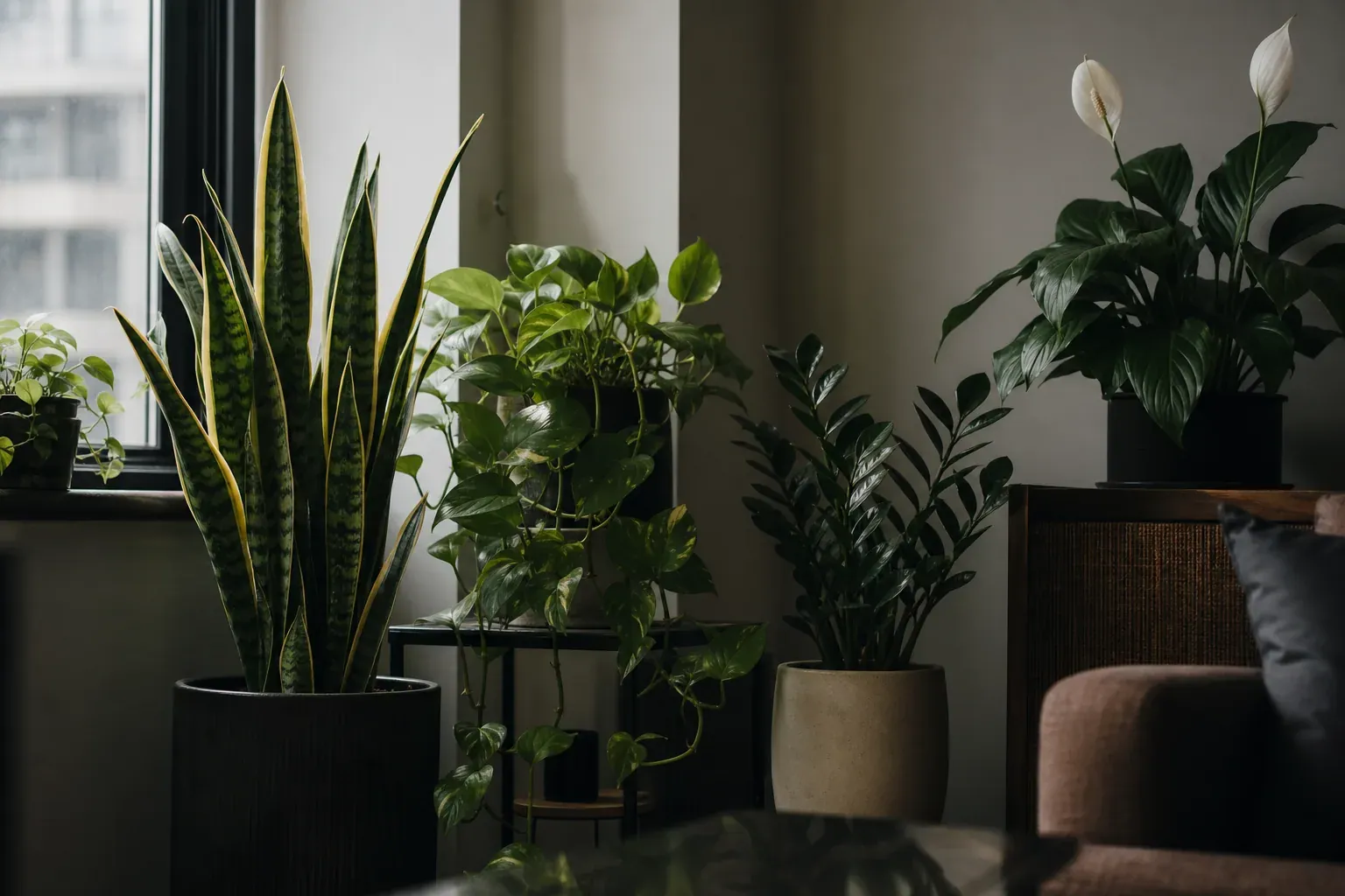 Un coin de salon peu lumineux décoré avec plusieurs plantes d’intérieur adaptées à la pénombre, posées près d’une fenêtre.