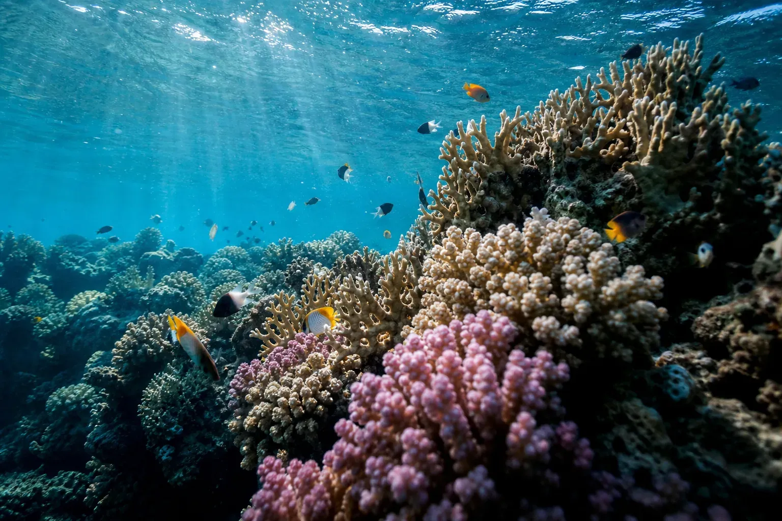 Vue sous-marine réaliste d’un récif corallien coloré avec des poissons tropicaux et des rayons de lumière dans une eau claire.