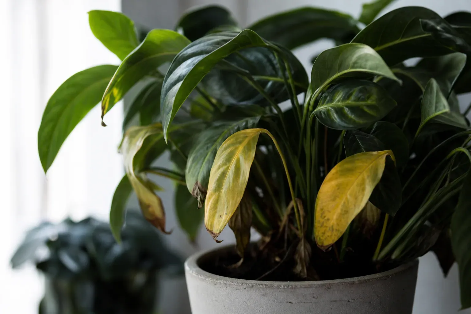Gros plan sur les feuilles vertes et jaunissantes d’une plante d’intérieur en pot, posée près d’une fenêtre lumineuse.