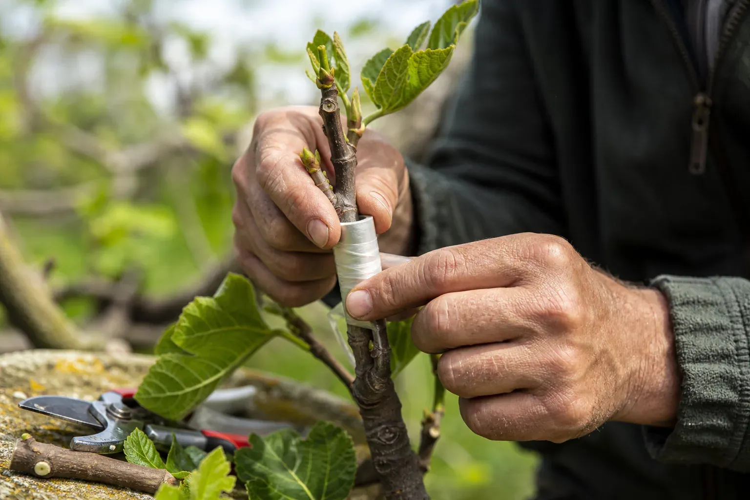 Gros plan d’un jardinier greffant un figuier au printemps, avec ligature du point de greffe et outils de taille à côté.
